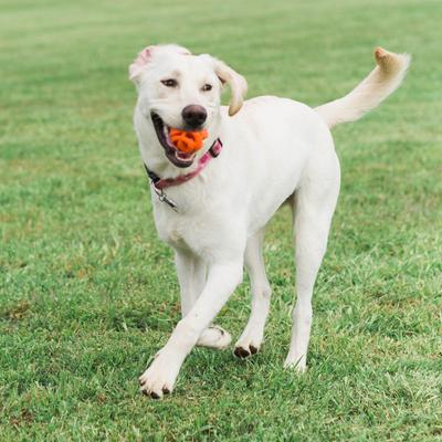 Show full view: Chuckit! Air Fetch Ball Dog Toy, Medium slide 4 of 9