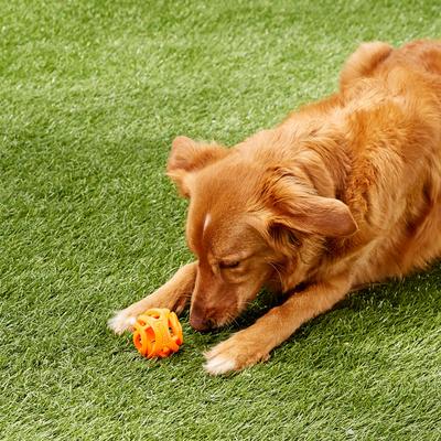 Show full view: Chuckit! Air Fetch Ball Dog Toy, Medium slide 5 of 9