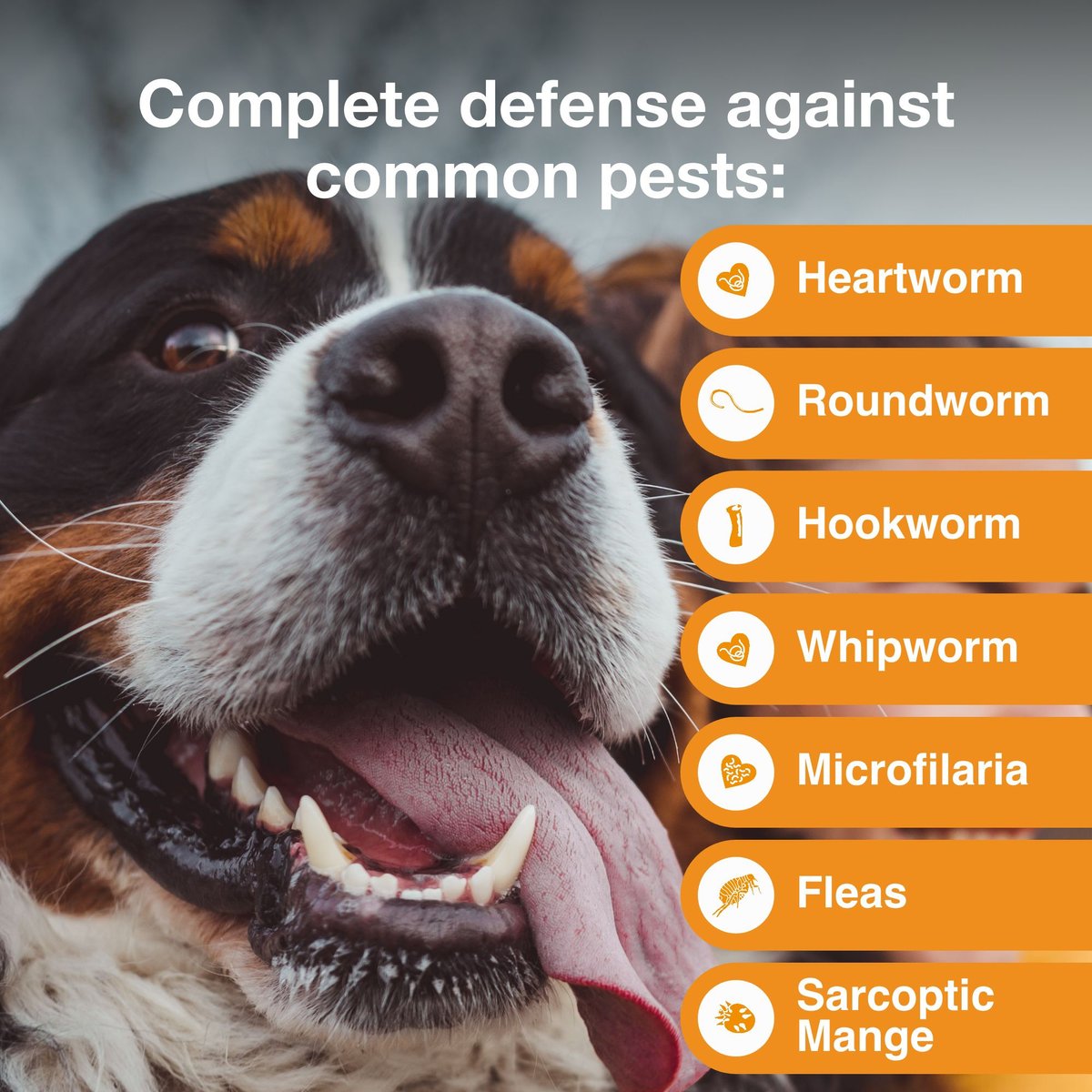 Advantage multi for dogs clearance heartworm treatment