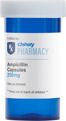 Purchase Ampicillin Online