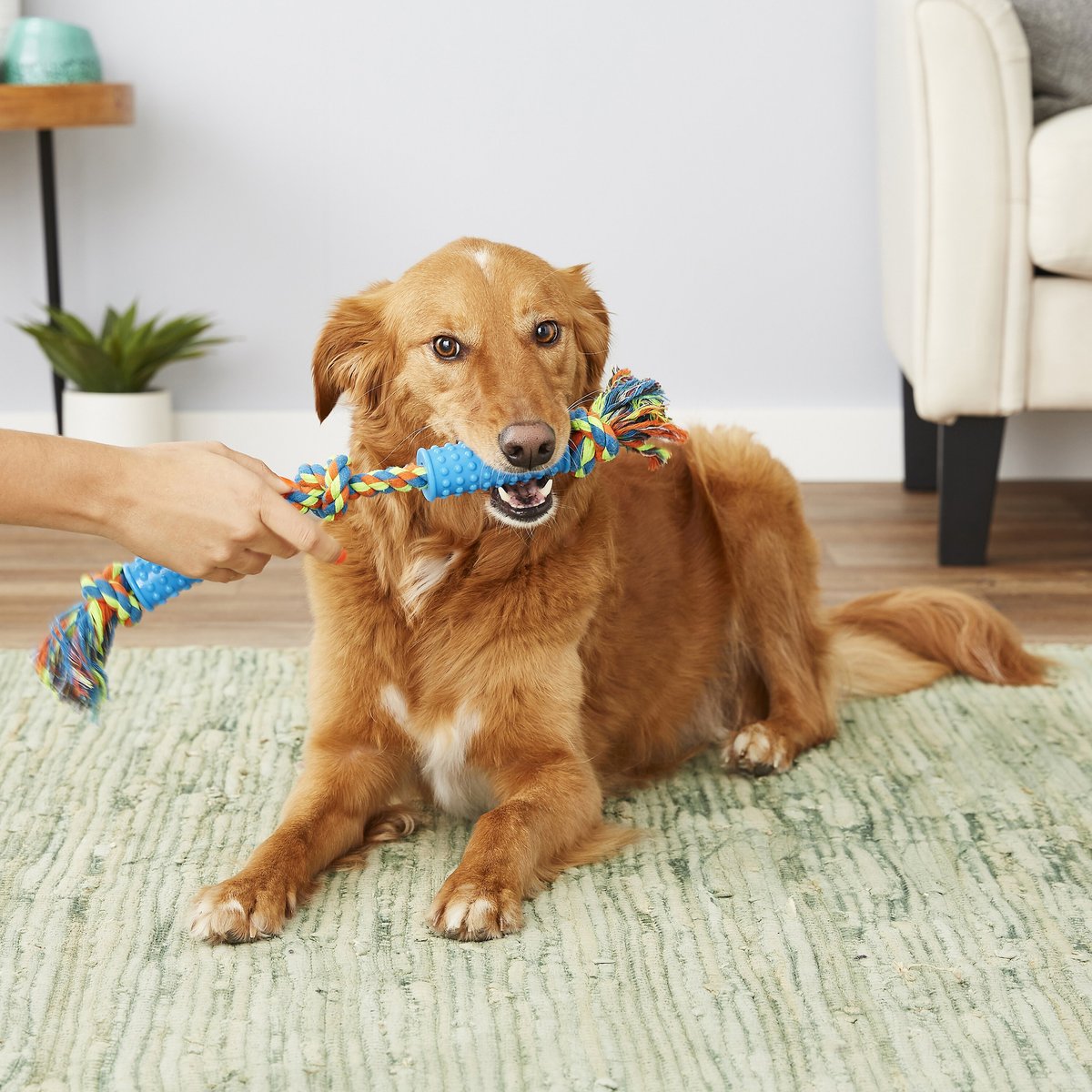 Discontinued - FRISCO Rope with Double Handle Grip Dog Toy - Chewy.com