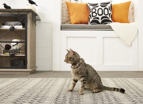 Show full view: Country Brook Design Happy Jack Featherweight Polyester Breakaway Cat Collar with Bell, 8 to 12-in neck, 1/2-in wide slide 2 of 3