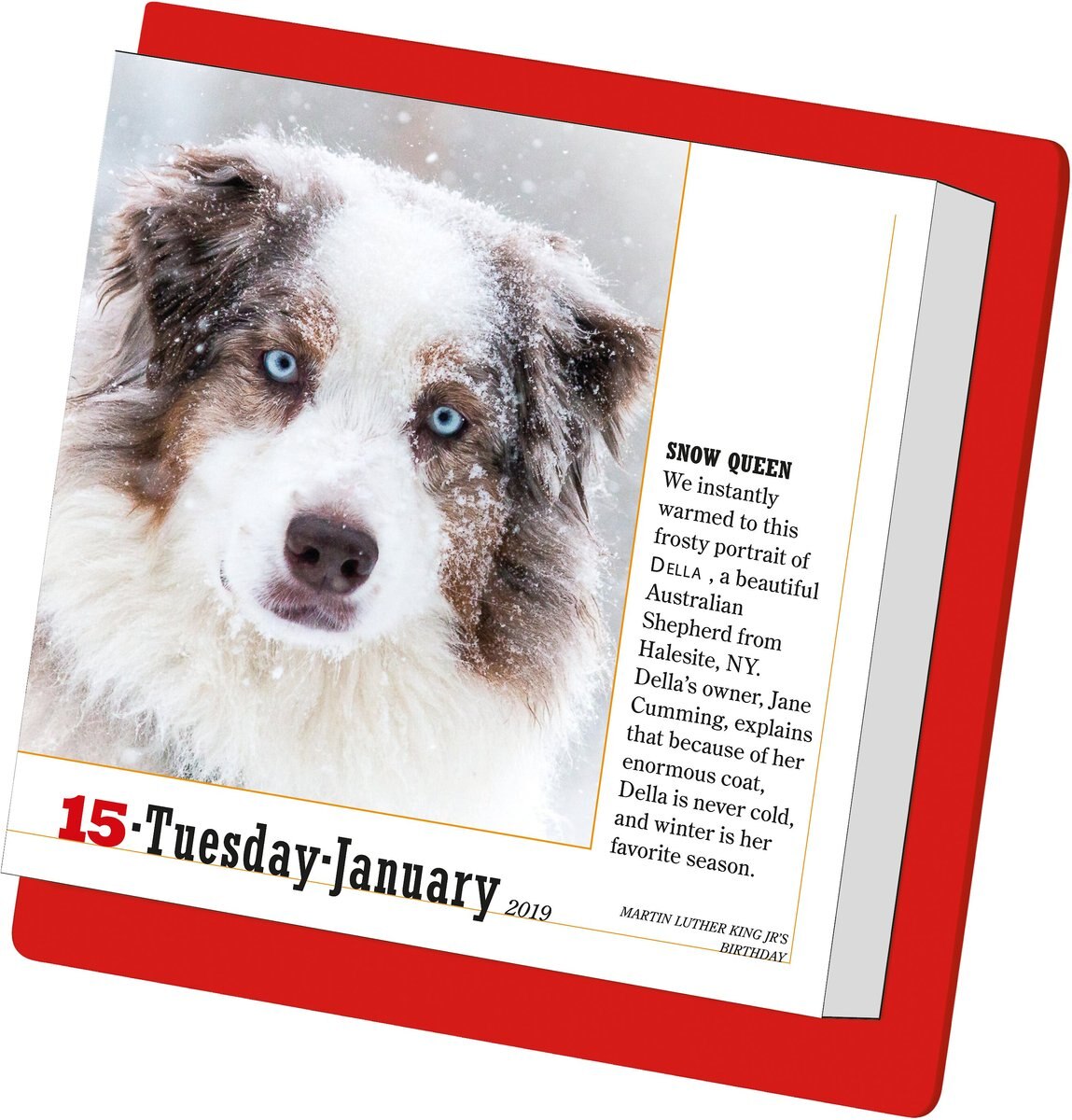 365 Dogs Page-A-Day Calendar - Chewy.com