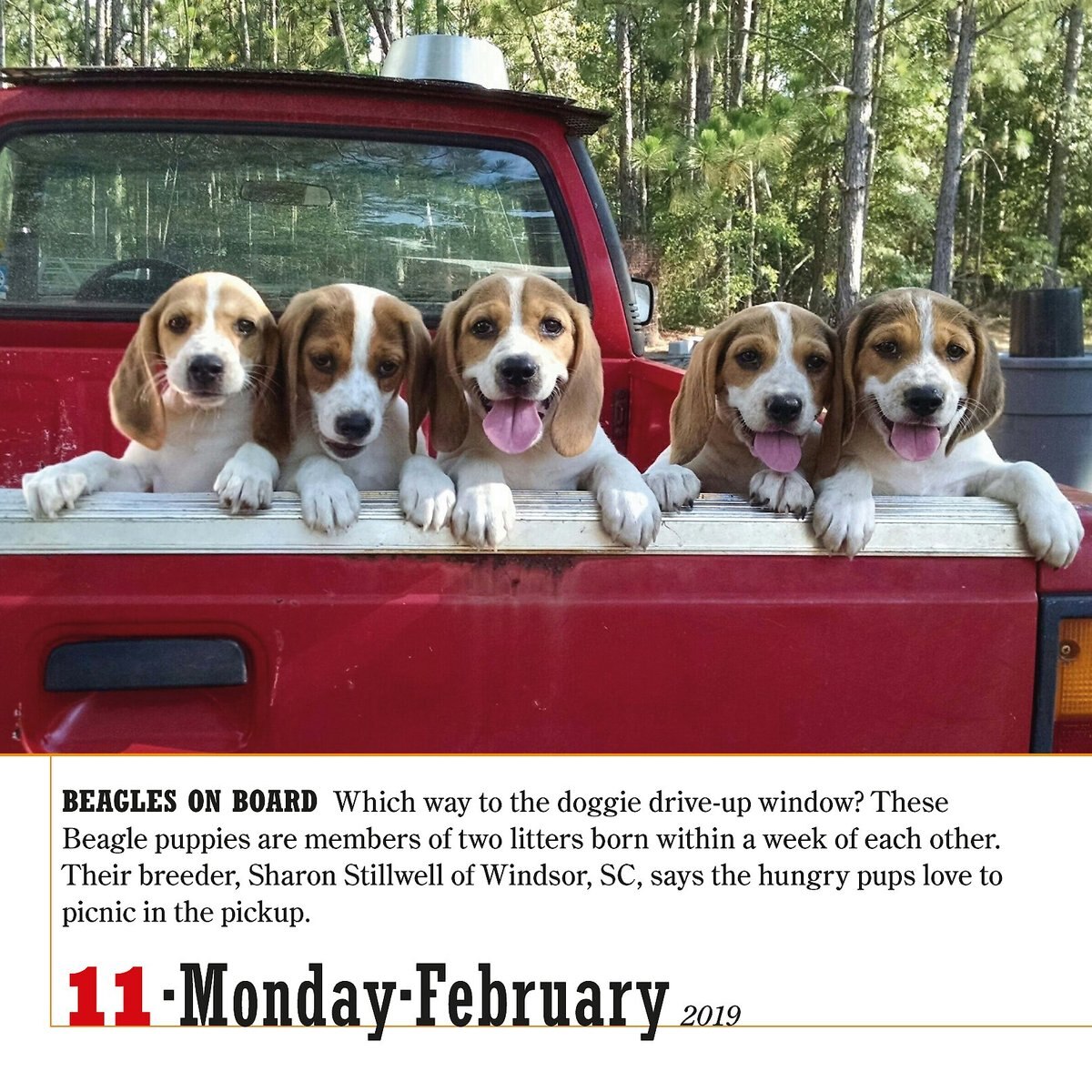 365 Dogs PageADay Calendar