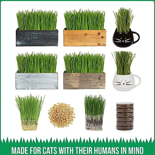 The Cat Ladies Organic Pet Grass Seed, 8-oz bag