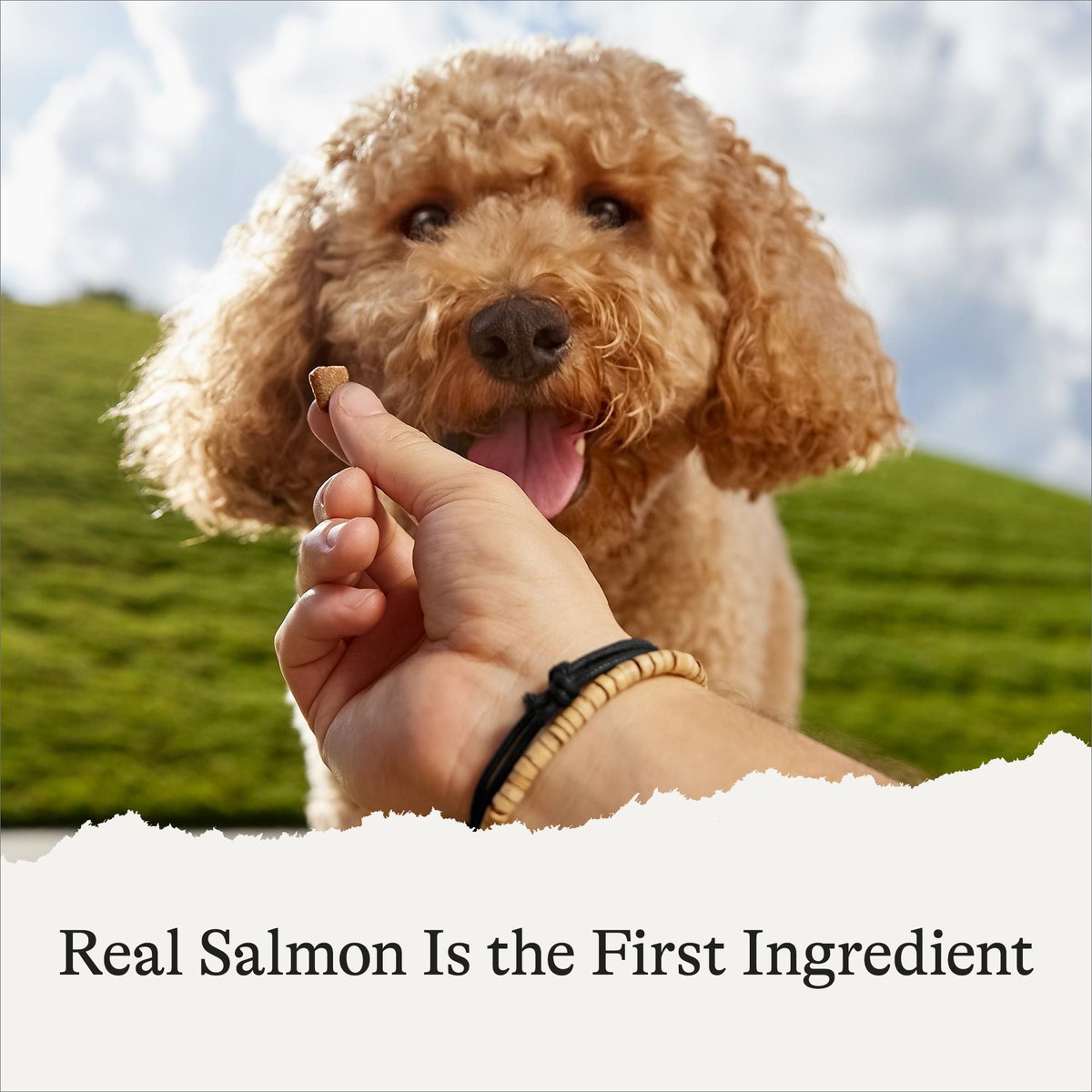 AMERICAN JOURNEY Salmon Recipe GrainFree Soft & Chewy Training Bits