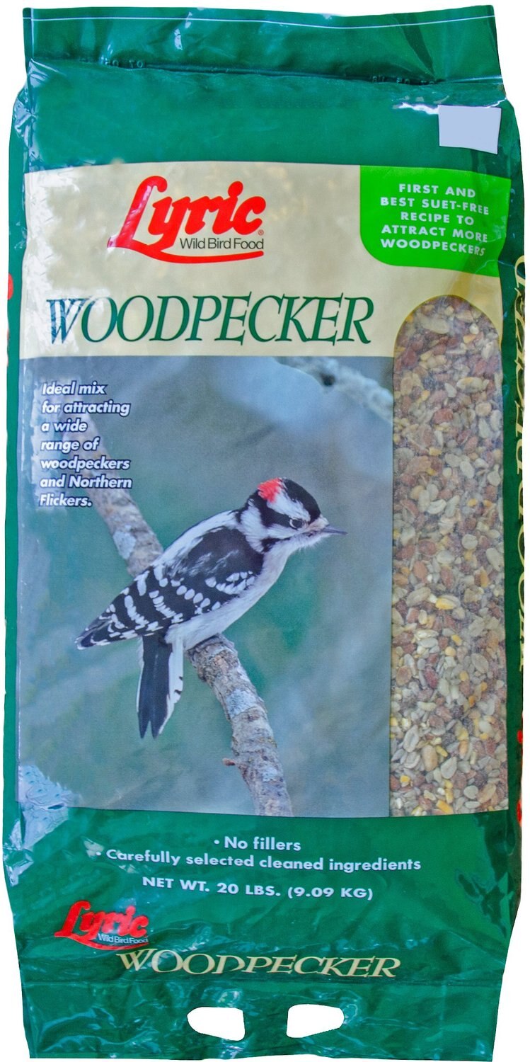 lyric woodpecker food