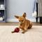 Show in main carousel: Pet Qwerks Blinky Babble Ball Dog Toy, Medium slide 4 of 9