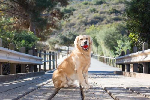 Show full view: Pet Qwerks Blinky Babble Ball Dog Toy, Medium slide 5 of 9