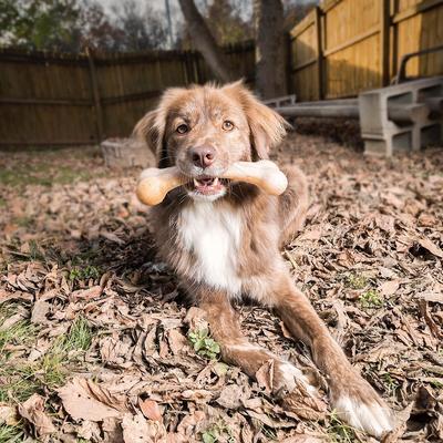 Show full view: Pet Qwerks BarkBone Bacon Flavor Tough Dog Chew Toy, Large slide 4 of 10