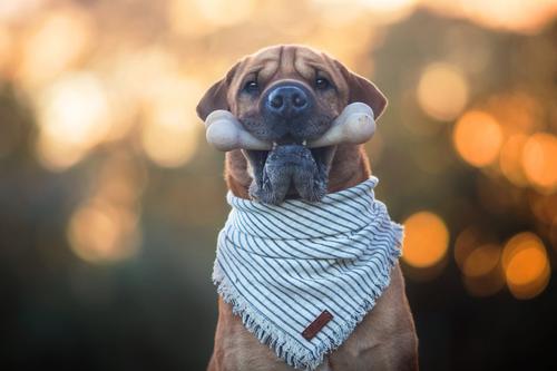 Show full view: Pet Qwerks BarkBone Bacon Flavor Tough Dog Chew Toy, Large slide 6 of 10