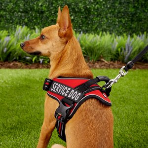 Service dog hot sale vest chewy