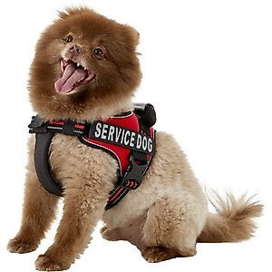Chai's Choice Service Dog Harness, Red, Medium: 23 to 30-in chest