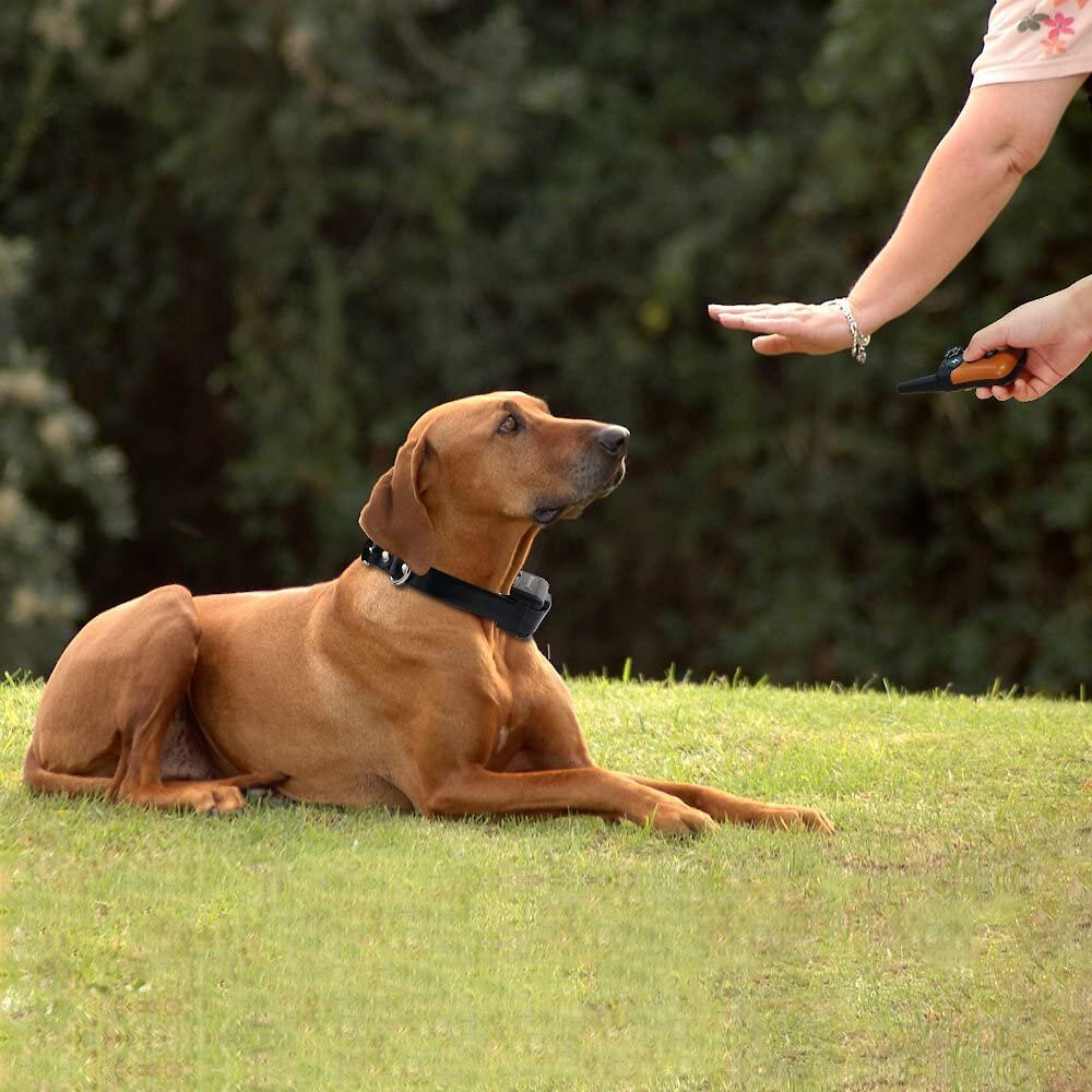 Зачем обучать собаку выдержке