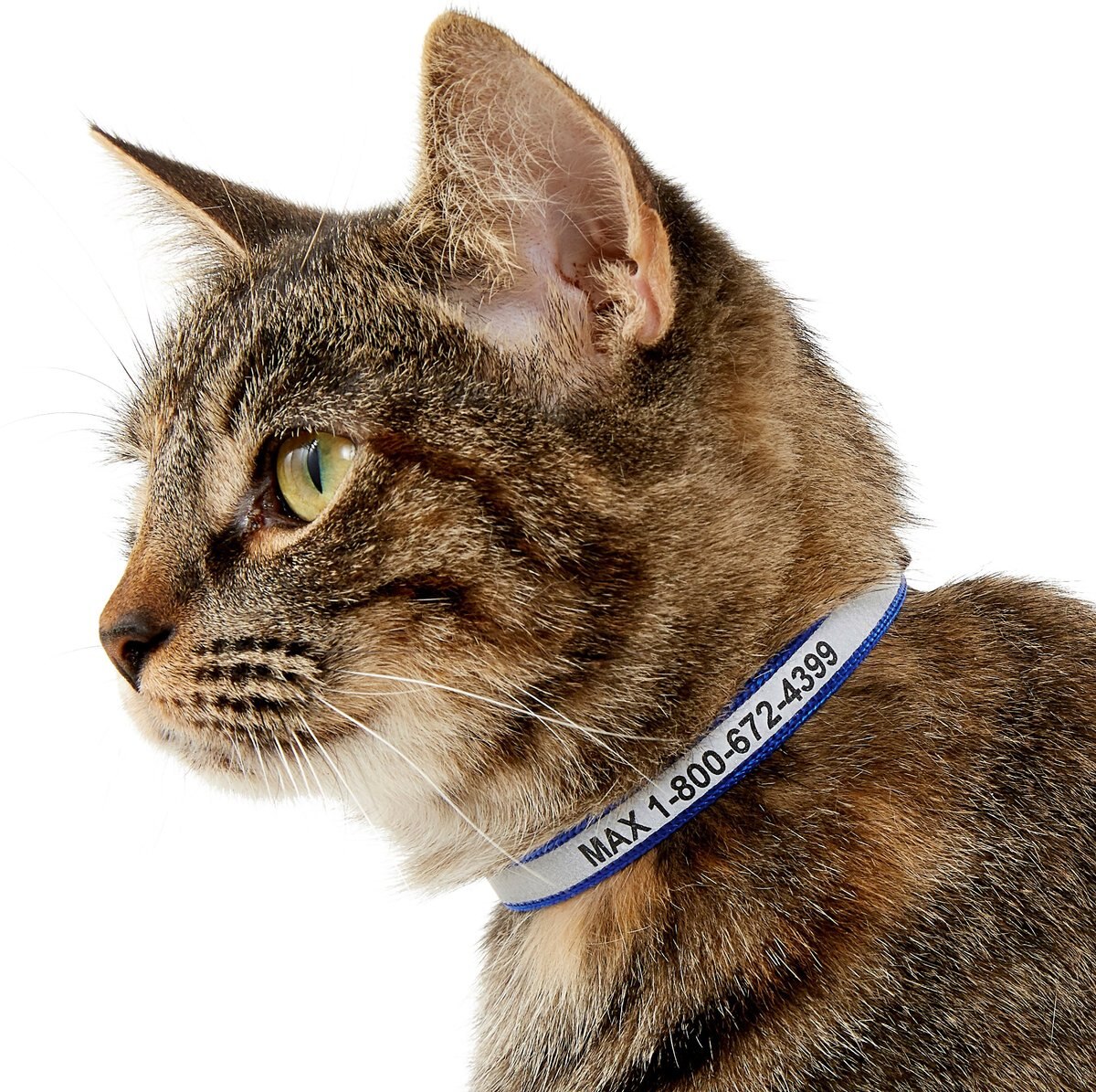 GoTags Nylon Personalized Reflective Tag with Bell Breakaway Cat Collar