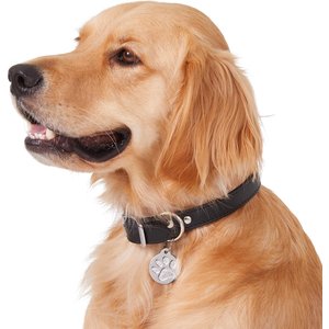 10 Best Golden Retriever Puppy Collars Leashes Harnesses 2024