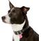 Show in main carousel: GoTags Anodized Aluminum Personalized Dog ID Tag, Heart, Pink, Small slide 6 of 7