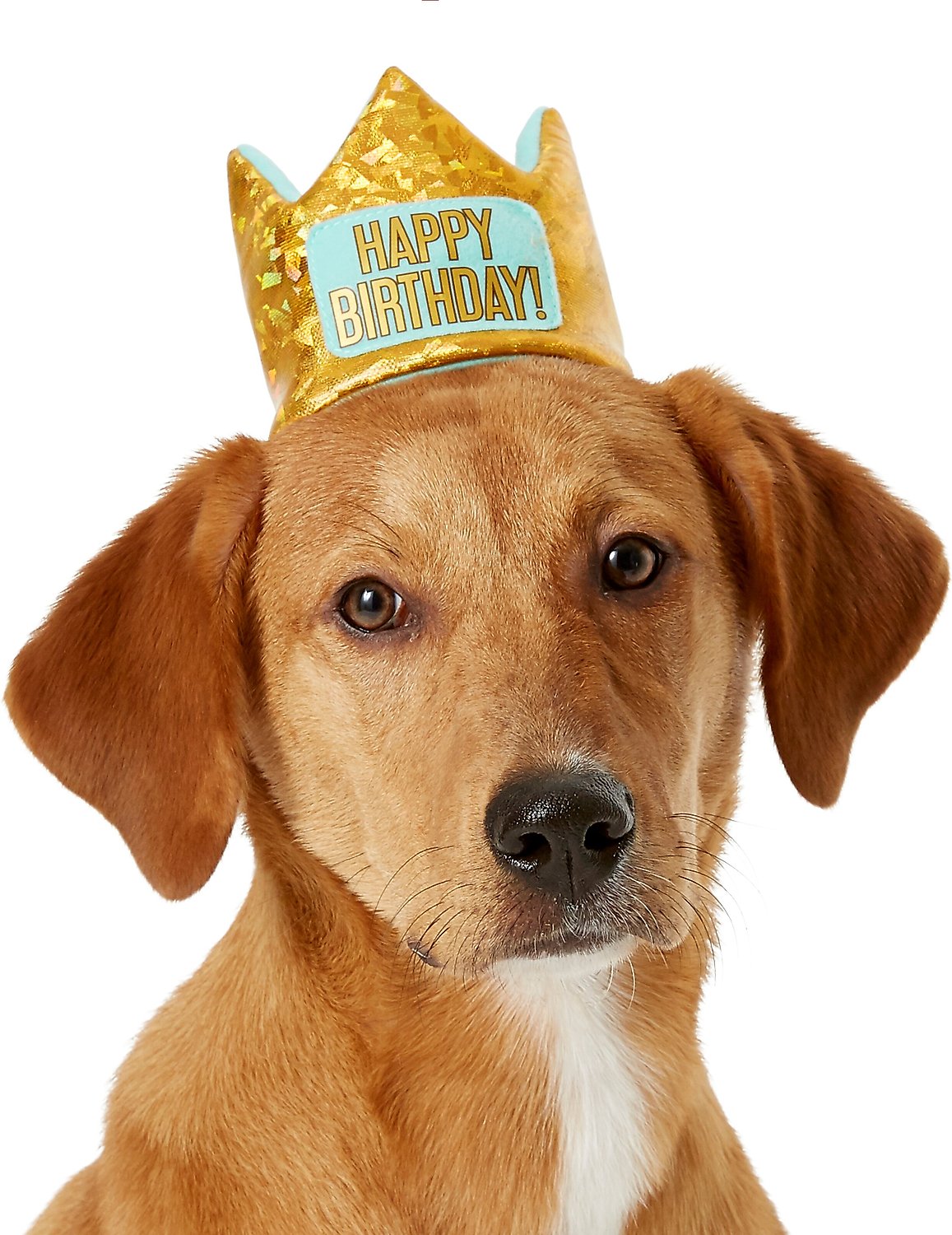 dog and cat happy birthday Images High Quality Grahic Happy Birthday Dog And Cat Images