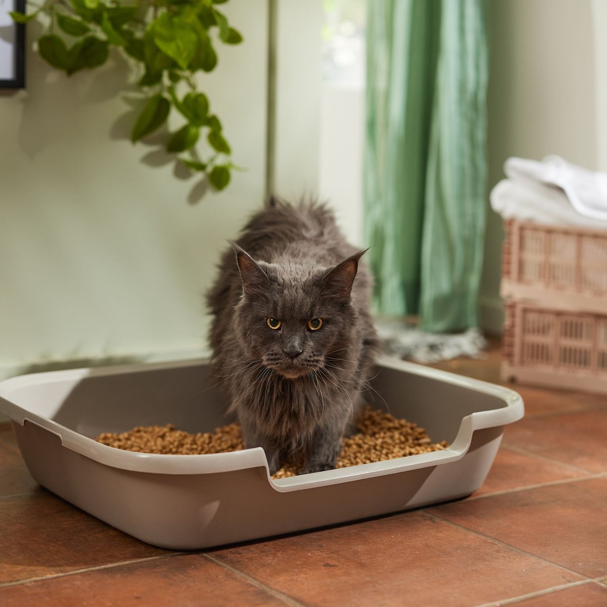 NATURE'S LOGIC All Natural Pine Unscented NonClumping Wood Cat Litter