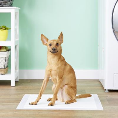 Show full view: Hartz Home Protection Odor Eliminating Dog Pee Pads, 21 x 21-in, 140 count (original), Lavender Scented slide 3 of 9