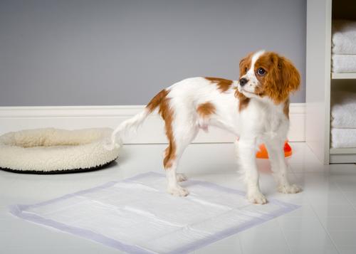 Show full view: Hartz Home Protection Odor Eliminating Dog Pee Pads, 21 x 21-in, 140 count (original), Lavender Scented slide 7 of 9