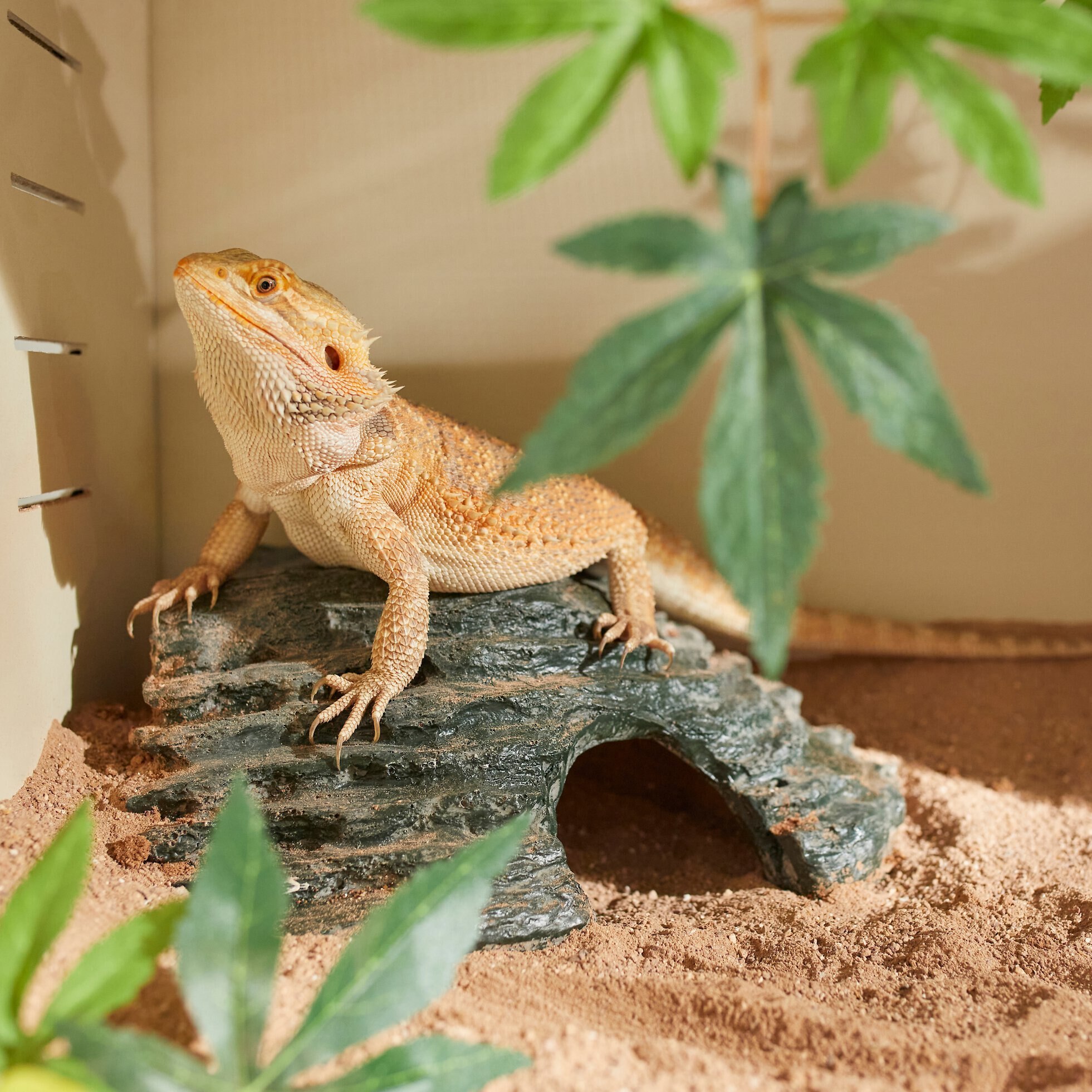 ZILLA Basking Platform Corner Reptile Ramp Customer Questions