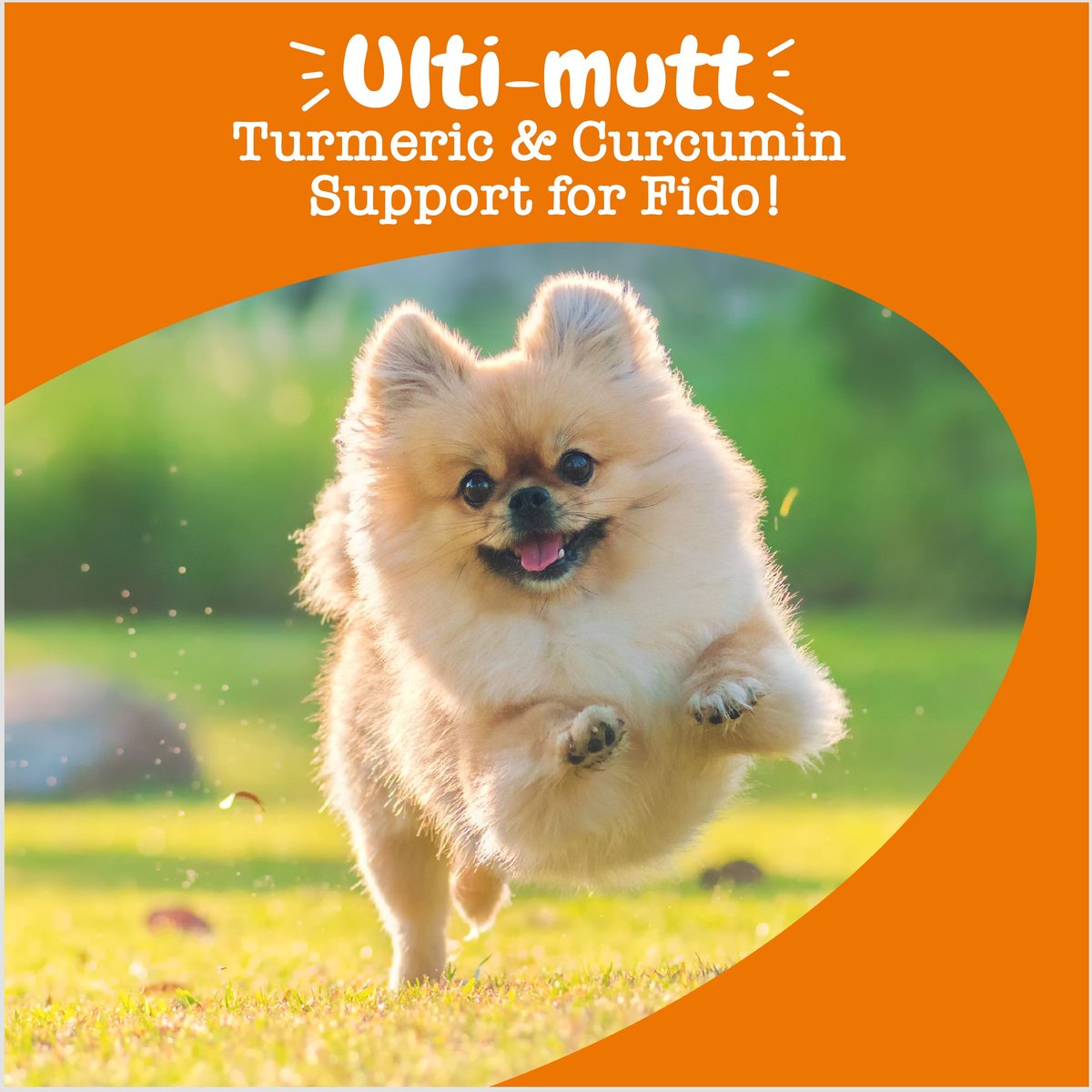 ZESTY PAWS Turmeric Curcumin Bites Bacon Flavored Soft Chews