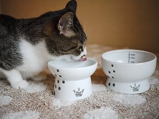 Necoichi Ceramic Elevated Cat Food & Water Bowl Set