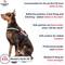 Show in main carousel: Industrial Puppy Emotional Support Animal ESA Reflective Dog Harness & Leash, Red, XX-Large: 33 to 43-in chest slide 3 of 11
