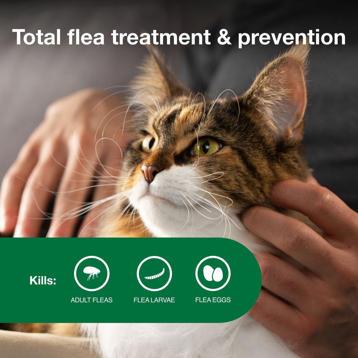 Active ingredients in hotsell advantage ii for cats