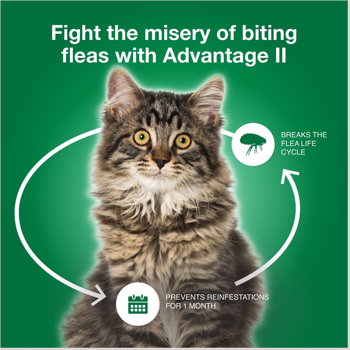 Chewy advantage clearance cats