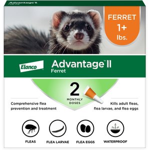 Chewy ferret clearance food