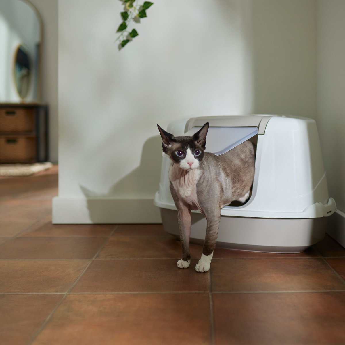 Hooded corner 2024 cat litter box