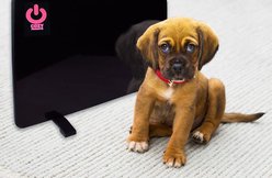 Cozy Products Cozy Pet Warmer Radiant Heating Panel, Black slide 1 of 6