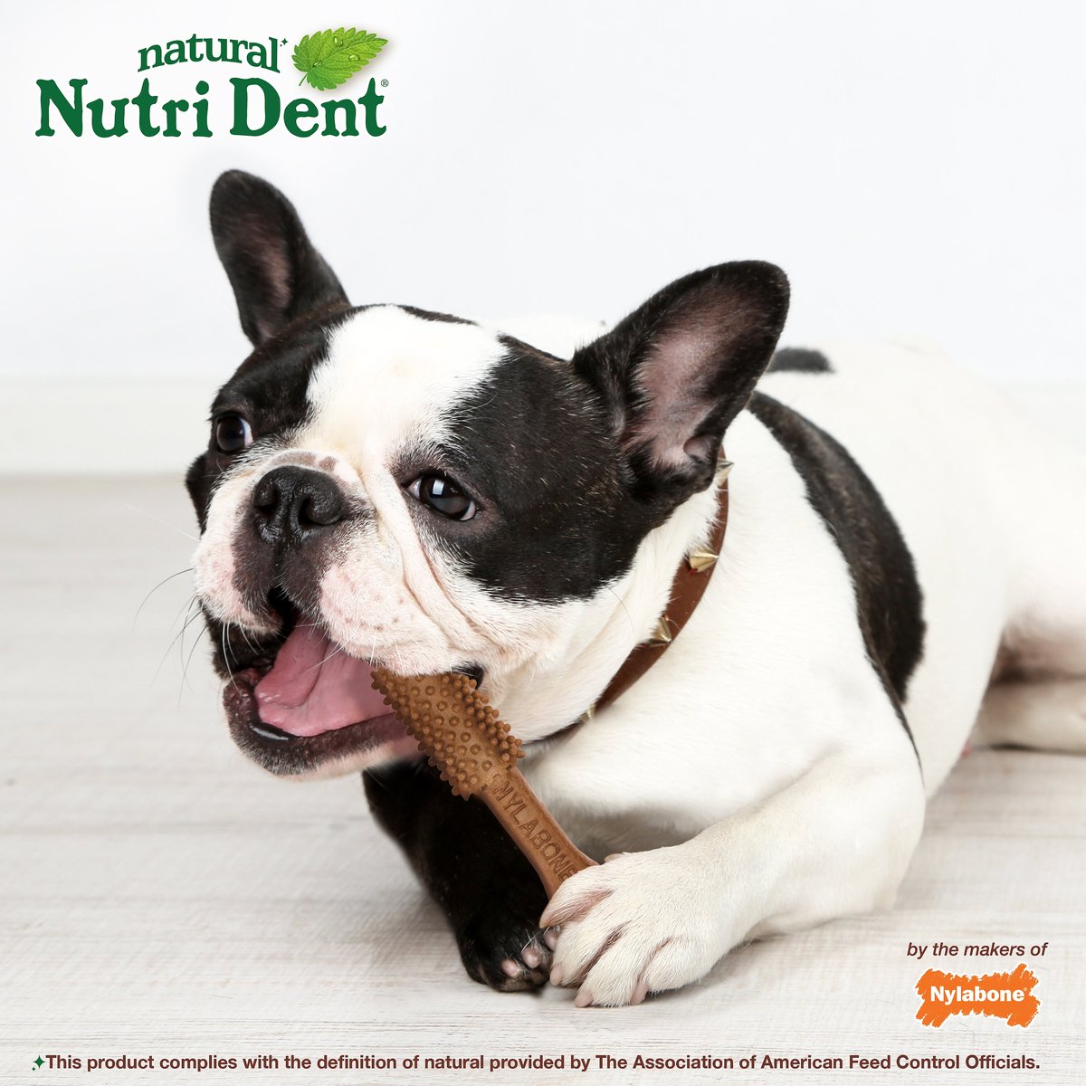 NYLABONE Nutri Dent Filet Mignon Flavored Dog Dental Chews Medium 20 count Chewy