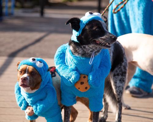 Show full view: Pet Krewe Sesame Street Cookie Monster Dog & Cat Costume, Medium slide 3 of 8