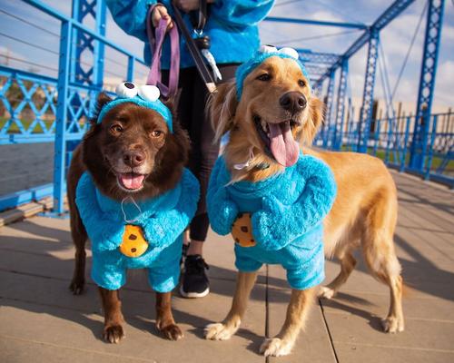 Show full view: Pet Krewe Sesame Street Cookie Monster Dog & Cat Costume, Medium slide 6 of 8