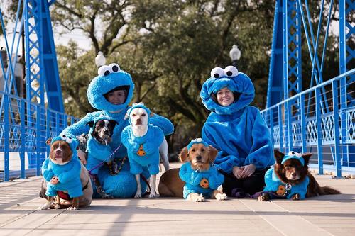 Show full view: Pet Krewe Sesame Street Cookie Monster Dog & Cat Costume, Medium slide 7 of 8