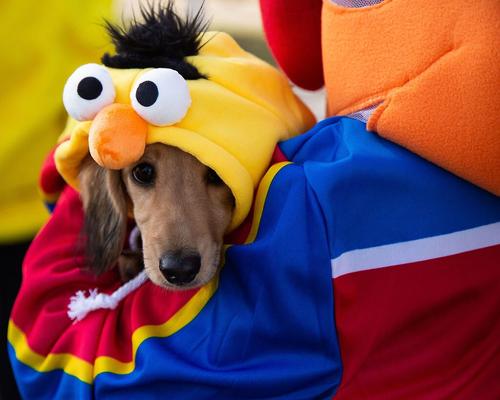 Show full view: Pet Krewe Sesame Street Bert Dog & Cat Hoodie, Medium slide 3 of 8