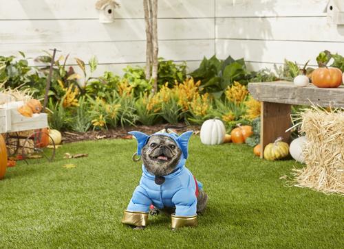 Rubie's Costume Company Aladdin Genie Dog Costume