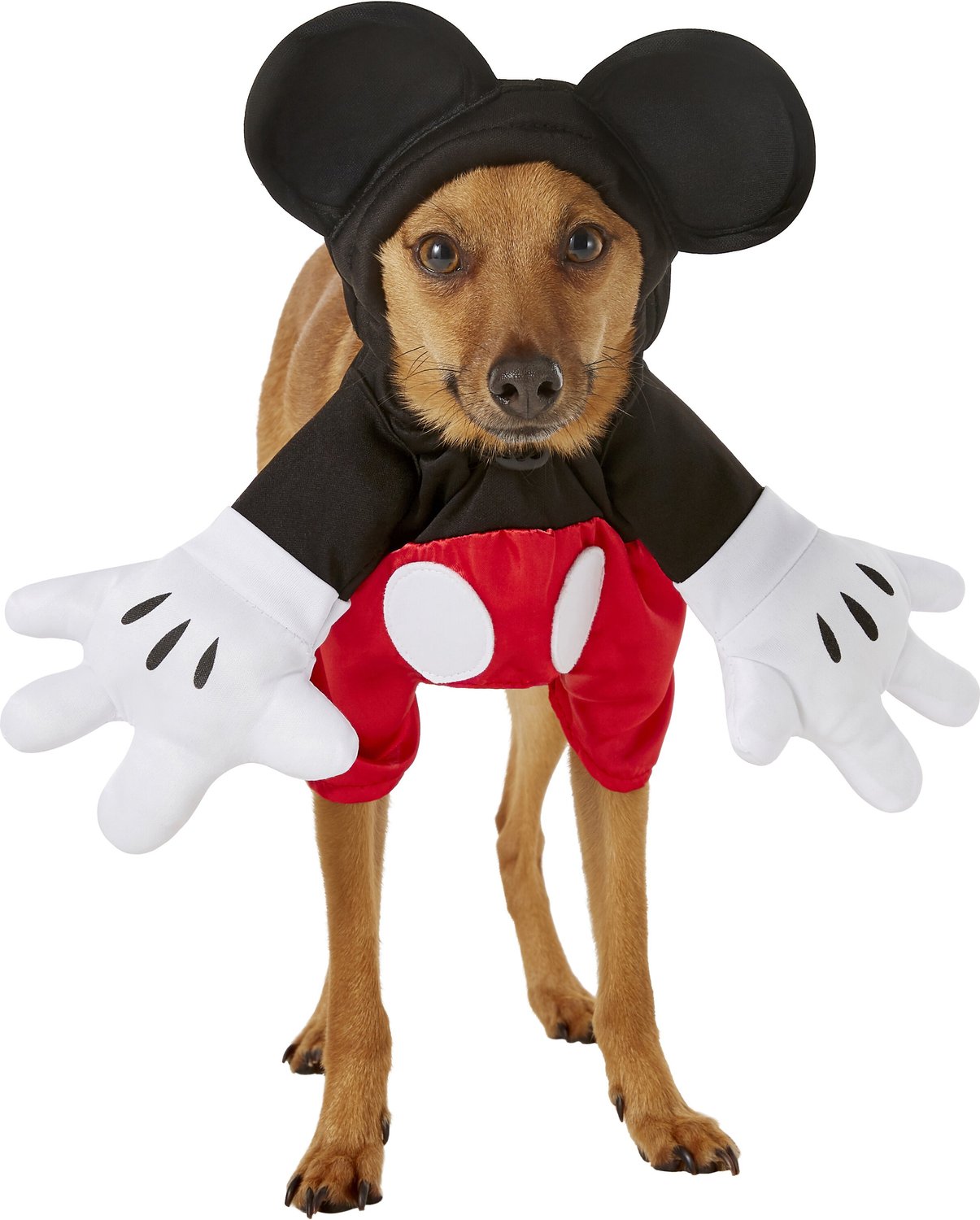 dog in mickey mouse costume