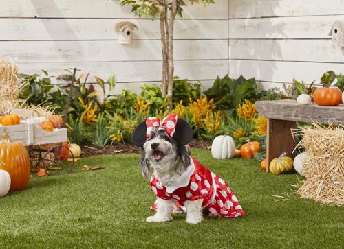 Show full view: Rubie's Costume Company Minnie Mouse Dog & Cat Costume, 3X-Large slide 3 of 6