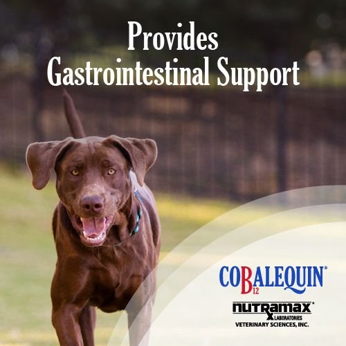 NUTRAMAX Cobalequin Chewable Tablets B12 Supplement for Medium to Large Dogs 45 count Chewy