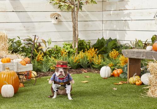 Show full view: Frisco Front Walking Cowboy Dog & Cat Costume, X-Small slide 4 of 9
