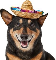 Frisco Dog & Cat Sombrero Hat, Medium/Large