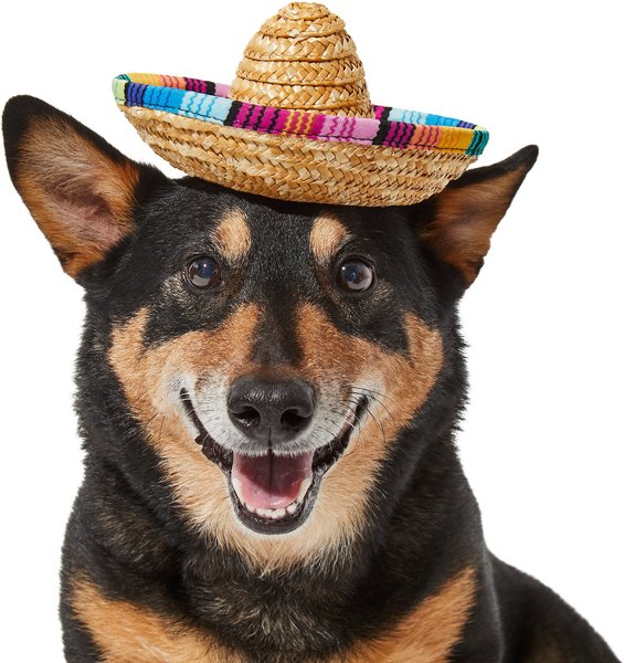 Frisco Dog & Cat Sombrero Hat, Medium/Large slide 1 of 5