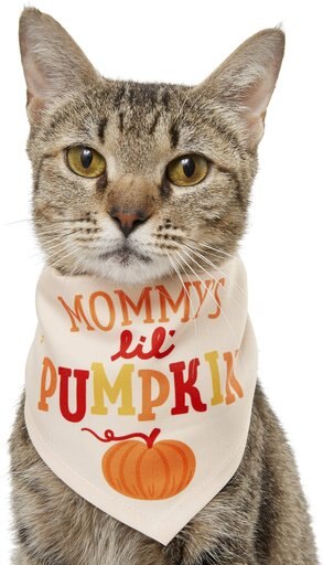 Frisco Mommy's Lil Pumpkin Dog & Cat Bandana, X-Small/Small
