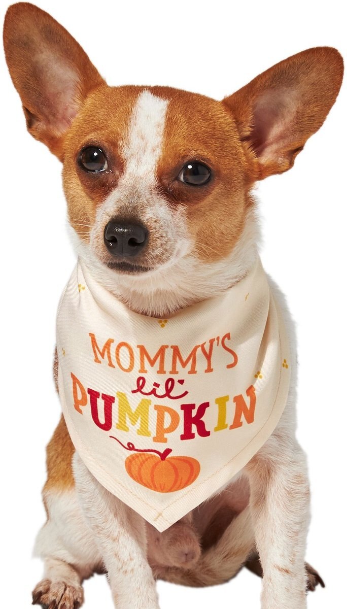 Frisco Pumpkin Orange Embroidered Personalized Dog & Cat Bandana
