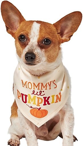 Frisco Mommy's Lil Pumpkin Dog & Cat Bandana, X-Small/Small
