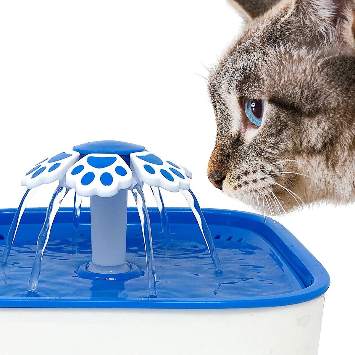 Chewy cat drinking outlet fountain